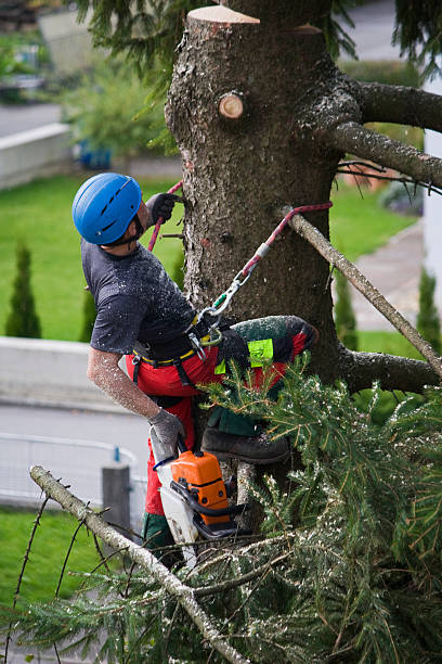 Why Choose Our Tree Removal Services in Thermopolis, WY?