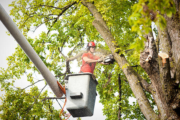 Professional  Tree Services in Thermopolis, WY